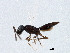  ( - BIOUG01600-D03)  @13 [ ] CreativeCommons - Attribution (2012) CBG Photography Group Centre for Biodiversity Genomics