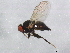  ( - BIOUG01583-A05)  @13 [ ] CreativeCommons - Attribution (2012) CBG Photography Group Centre for Biodiversity Genomics