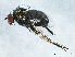  (Dolichopus sp. SEB39 - BIOUG01646-H05)  @13 [ ] CreativeCommons - Attribution (2012) CBG Photography Group Centre for Biodiversity Genomics