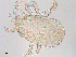  ( - BIOUG01649-E04)  @12 [ ] CreativeCommons - Attribution (2013) CBG Photography Group Centre for Biodiversity Genomics