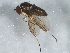  ( - BIOUG01685-G09)  @13 [ ] CreativeCommons - Attribution (2012) CBG Photography Group Centre for Biodiversity Genomics