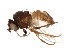  (Phytomyza n. sp. 2 - BIOUG01885-F12)  @13 [ ] CreativeCommons - Attribution (2012) CBG Photography Group Centre for Biodiversity Genomics