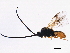  (Microplitis jft102 - BIOUG01638-D07)  @13 [ ] CreativeCommons - Attribution (2012) CBG Photography Group Centre for Biodiversity Genomics
