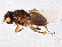  (Coproica hirtula - BIOUG01677-H01)  @15 [ ] CreativeCommons - Attribution (2013) CBG Photography Group Centre for Biodiversity Genomics