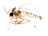  ( - BIOUG01647-C12)  @12 [ ] CreativeCommons - Attribution (2012) CBG Photography Group Centre for Biodiversity Genomics