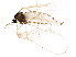  (Mayetiola - BIOUG01684-A04)  @14 [ ] CreativeCommons - Attribution (2012) CBG Photography Group Centre for Biodiversity Genomics
