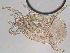  ( - BIOUG01238-D06)  @12 [ ] CreativeCommons - Attribution (2013) CBG Photography Group Centre for Biodiversity Genomics