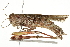  ( - BIOUG01933-B10)  @12 [ ] CreativeCommons - Attribution (2013) CBG Photography Group Centre for Biodiversity Genomics