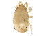  (Iphidozercon sp. JCS04 - BIOUG01238-G11)  @13 [ ] CreativeCommons - Attribution (2012) CBG Photography Group Centre for Biodiversity Genomics