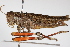  ( - BIOUG01933-A06)  @13 [ ] CreativeCommons - Attribution (2013) CBG Photography Group Centre for Biodiversity Genomics