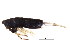  ( - BIOUG02130-G03)  @14 [ ] CreativeCommons - Attribution (2012) CBG Photography Group Centre for Biodiversity Genomics