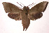  (Xylophanes juanita - 02-SRNP-15433)  @15 [ ] CreativeCommons - Attribution Non-Commercial Share-Alike (2003) Unspecified Guanacaste Dry Forest Conservation Fund