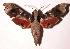  ( - 02-SRNP-15451)  @15 [ ] CreativeCommons - Attribution Non-Commercial Share-Alike (2003) Unspecified Guanacaste Dry Forest Conservation Fund
