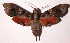  (Callionima denticulata - 02-SRNP-16056)  @15 [ ] CreativeCommons - Attribution Non-Commercial Share-Alike (2003) Unspecified Guanacaste Dry Forest Conservation Fund