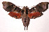  ( - 02-SRNP-16659)  @14 [ ] CreativeCommons - Attribution Non-Commercial Share-Alike (2003) Unspecified Guanacaste Dry Forest Conservation Fund