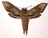  (Xylophanes confusa - 02-SRNP-19250)  @14 [ ] CreativeCommons - Attribution Non-Commercial Share-Alike (2003) Unspecified Guanacaste Dry Forest Conservation Fund
