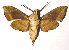  (Xylophanes adalia - 02-SRNP-21192)  @14 [ ] CreativeCommons - Attribution Non-Commercial Share-Alike (2003) Unspecified Guanacaste Dry Forest Conservation Fund