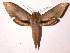  (Xylophanes nehamiai - 02-SRNP-30048)  @15 [ ] CreativeCommons - Attribution Non-Commercial Share-Alike (2003) Unspecified Guanacaste Dry Forest Conservation Fund