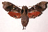  ( - 02-SRNP-3424)  @14 [ ] CreativeCommons - Attribution Non-Commercial Share-Alike (2003) Unspecified Guanacaste Dry Forest Conservation Fund