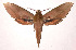  (Xylophanes campisi - 02-SRNP-467)  @15 [ ] CreativeCommons - Attribution Non-Commercial Share-Alike (2003) Unspecified Guanacaste Dry Forest Conservation Fund