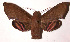  ( - 02-SRNP-7270)  @13 [ ] CreativeCommons - Attribution Non-Commercial Share-Alike (2003) Unspecified Guanacaste Dry Forest Conservation Fund