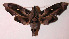  ( - 95-SRNP-4624)  @14 [ ] CreativeCommons - Attribution Non-Commercial Share-Alike (2003) Unspecified Guanacaste Dry Forest Conservation Fund
