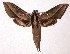  ( - 97-SRNP-1879)  @15 [ ] CreativeCommons - Attribution Non-Commercial Share-Alike (2003) Unspecified Guanacaste Dry Forest Conservation Fund