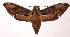  (Xylophanes godmani - 97-SRNP-523)  @15 [ ] CreativeCommons - Attribution Non-Commercial Share-Alike (2003) Unspecified Guanacaste Dry Forest Conservation Fund