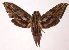  ( - 99-SRNP-8629)  @14 [ ] CreativeCommons - Attribution Non-Commercial Share-Alike (2003) Unspecified Guanacaste Dry Forest Conservation Fund