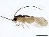  (Caecilius quercus - BIOUG00863-E09)  @14 [ ] CreativeCommons - Attribution (2011) CBG Photography Group Centre for Biodiversity Genomics