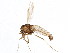  ( - BIOUG01623-C09)  @13 [ ] CreativeCommons - Attribution (2011) CBG Photography Group Centre for Biodiversity Genomics