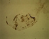  (Chaoborus posio - CUL-2019-81)  @12 [ ] CreativeCommons - Attribution Non-Commercial (2019) Jukka Salmela Regional museum of Lapland