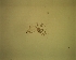  (Chaoborus posio - LMM-el-574)  @12 [ ] CreativeCommons - Attribution Non-Commercial (2019) Jukka Salmela Regional museum of Lapland