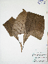  (Pouteria multiflora - HUIS-20455)  @11 [ ] CreativeCommons  Attribution Non-Commercial (by-nc) (2021) Unspecified Herbario - Universidad Industrial de Santander