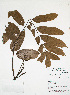  (Trattinnickia aspera - HUIS-pendiente23)  @11 [ ] CreativeCommons  Attribution Non-Commercial (by-nc) (2021) Unspecified Herbario - Universidad Industrial de Santander