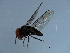 ( - YUKIN-0240)  @13 [ ] CreativeCommons - Attribution (2010) CBG Photography Group Centre for Biodiversity Genomics