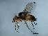 ( - YUKIN-0266)  @14 [ ] CreativeCommons - Attribution (2010) CBG Photography Group Centre for Biodiversity Genomics