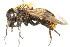  ( - JSYKB-170)  @13 [ ] CreativeCommons - Attribution (2010) CBG Photography Group Centre for Biodiversity Genomics