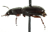  (Pterostichus brevicornis - JSYKB-142)  @13 [ ] CreativeCommons - Attribution (2010) CBG Photography Group Centre for Biodiversity Genomics