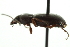  ( - JSYKB-147)  @13 [ ] CreativeCommons - Attribution (2010) CBG Photography Group Centre for Biodiversity Genomics