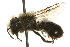  (Osmia tersula - JSYKB-031)  @14 [ ] CreativeCommons - Attribution (2010) Unspecified Centre for Biodiversity Genomics