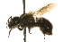  (Osmia laticeps - JSYKB-033)  @14 [ ] CreativeCommons - Attribution (2010) Unspecified Centre for Biodiversity Genomics