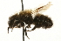  (Osmia aquilonaria - JSYKB-072)  @14 [ ] CreativeCommons - Attribution (2010) Unspecified Centre for Biodiversity Genomics