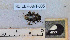  ( - BC-CER-ANT-005)  @11 [ ] By-SA Creative Common (2020) Julien Touroult Museum national d'Histoire naturelle, Paris