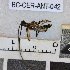  ( - BC-CER-ANT-042)  @11 [ ] By-SA Creative Common (2020) Julien Touroult Museum national d'Histoire naturelle, Paris