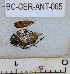  ( - BC-CER-ANT-065)  @11 [ ] By-SA Creative Common (2020) Julien Touroult Museum national d'Histoire naturelle, Paris