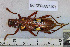  ( - BC-CER-ANT-071)  @11 [ ] By-SA Creative Common (2020) Julien Touroult Museum national d'Histoire naturelle, Paris