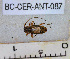  ( - BC-CER-ANT-087)  @11 [ ] By-SA Creative Common (2020) Julien Touroult Museum national d'Histoire naturelle, Paris