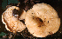  (Lactarius maculatipes - TRTC52587)  @11 [ ] CreativeCommons - Attribution Non-Commercial Share-Alike (2010) Unspecified Royal Ontario Museum