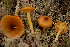  ( - TRTC156466)  @11 [ ] CreativeCommons - Attribution Non-Commercial Share-Alike (2010) Unspecified Royal Ontario Museum